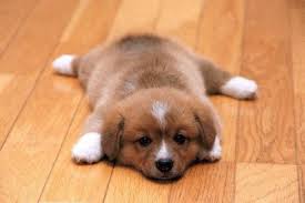 pupy.jpg