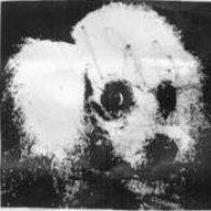 Missing Dog Head