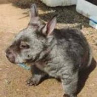 War Wombat