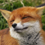 Vixen