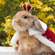 Rabbitz