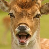 Not Bambi