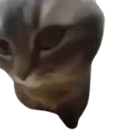 riz