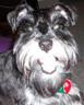 Grosseschnauzer