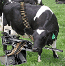 moo-cows with guns