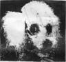 Missing Dog Head