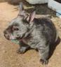 War Wombat