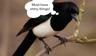 Magpie