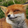 Vixen