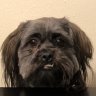 Chewie