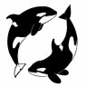 The Orca Islands
