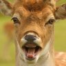 Not Bambi