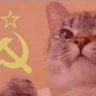 Koshashiy