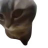 riz