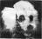 Missing Dog Head