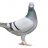 Pigeonstan
