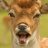 Not Bambi