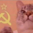 Koshashiy
