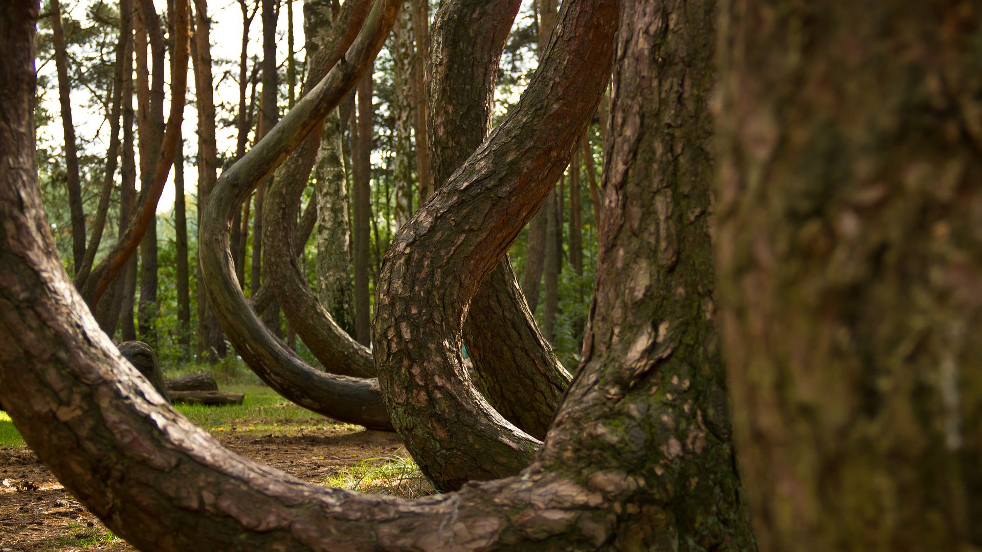 Crooked_Forest_2.jpg