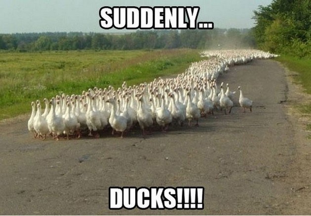 meme-soil-suddenly-ducks