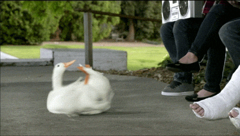 giphy.gif