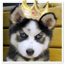 King_puppy.jpg
