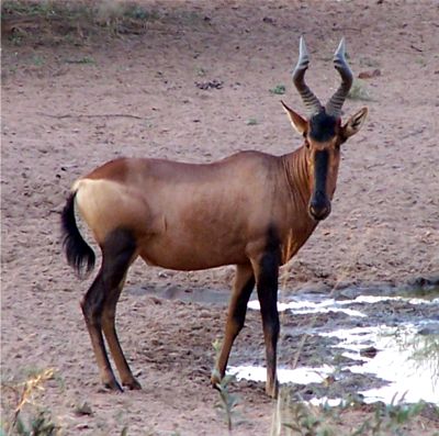 Hartebeest-Pictures.jpg