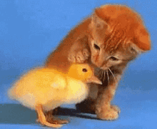 cat-duck.gif