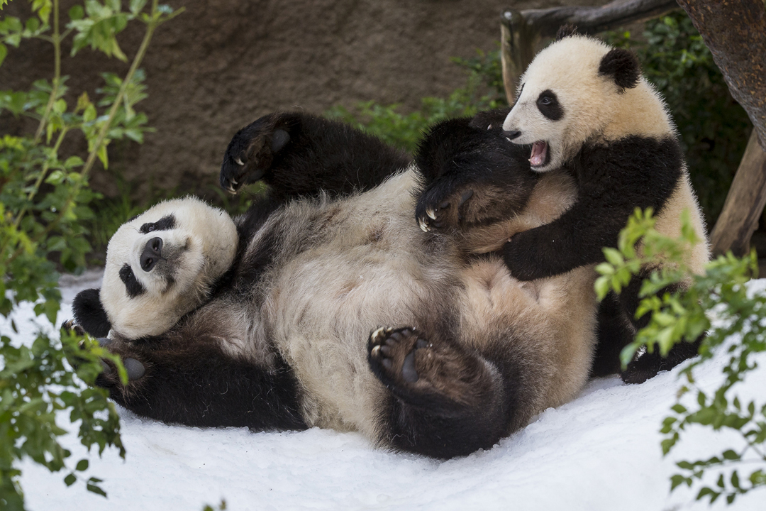 PandaSnow_002_Web.jpg