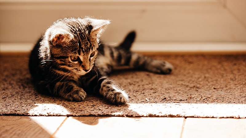 little-kitten.jpg