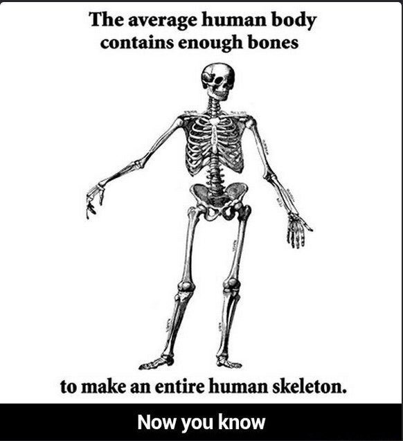 Fun+fact_117e41_5683686.jpg