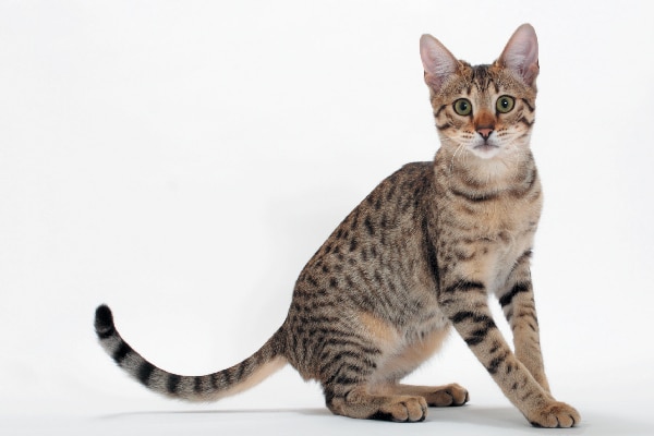 Savannah-cat-long-body-shot.jpg