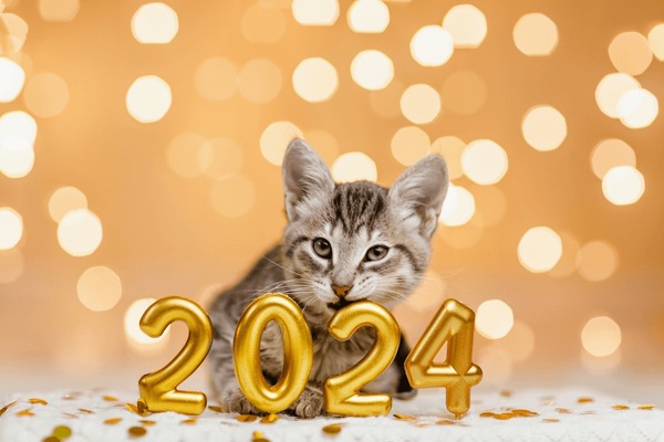 lazy-gray-kitten-lies-next-600nw-2367157517.jpg