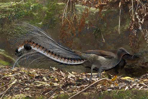 stories-lyrebird-carol-1-495a.jpg