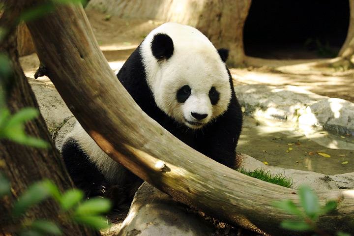 Lightmatter_panda.jpg