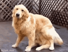 tenor.gif