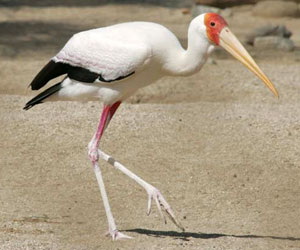 stork300x250.jpg