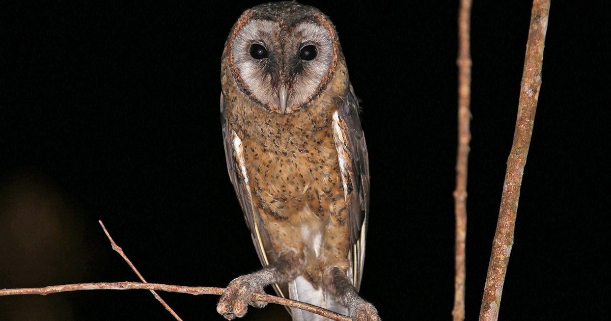 taliabu_masked_owl_rob_hutchinson-1_og.jpg