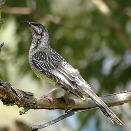 Red-wattlebird.jpg