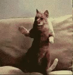 cat-dance.gif