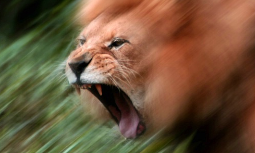 Lion_zps6ca3e09e.png