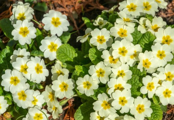 20220307_suttons_wild_primrose-600x413.jpg
